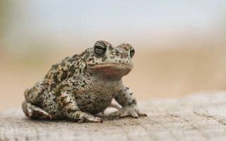 Natterjack toad Getty Images