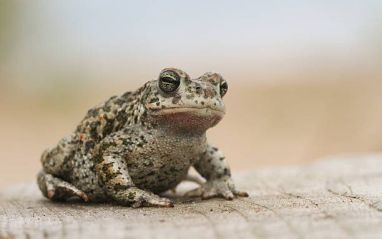 Natterjack toad Getty Images