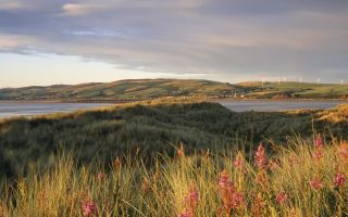 Grasses duddon estuary sandscale haws cumbria national trust