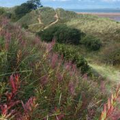 View grassy dunes beach sandscale haws national nature reserve cumbria national trust