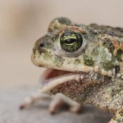 Natterjack toad portrait gettyimages