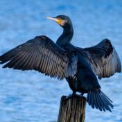 Cormorant Getty Images