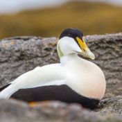 Male Eider Getty I Mages