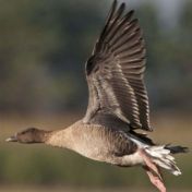 Pink footed goose david tipling 2020vision M512507