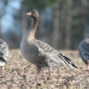 Pink footed Geese credit Julian Thomas