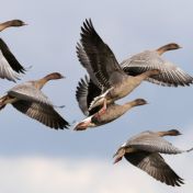 Pink footed geese NWT Cley marshes Nick Appleton 25 September 2012