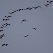 Pink footed geese Credit D Smith