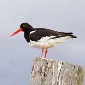 Oystercatcher