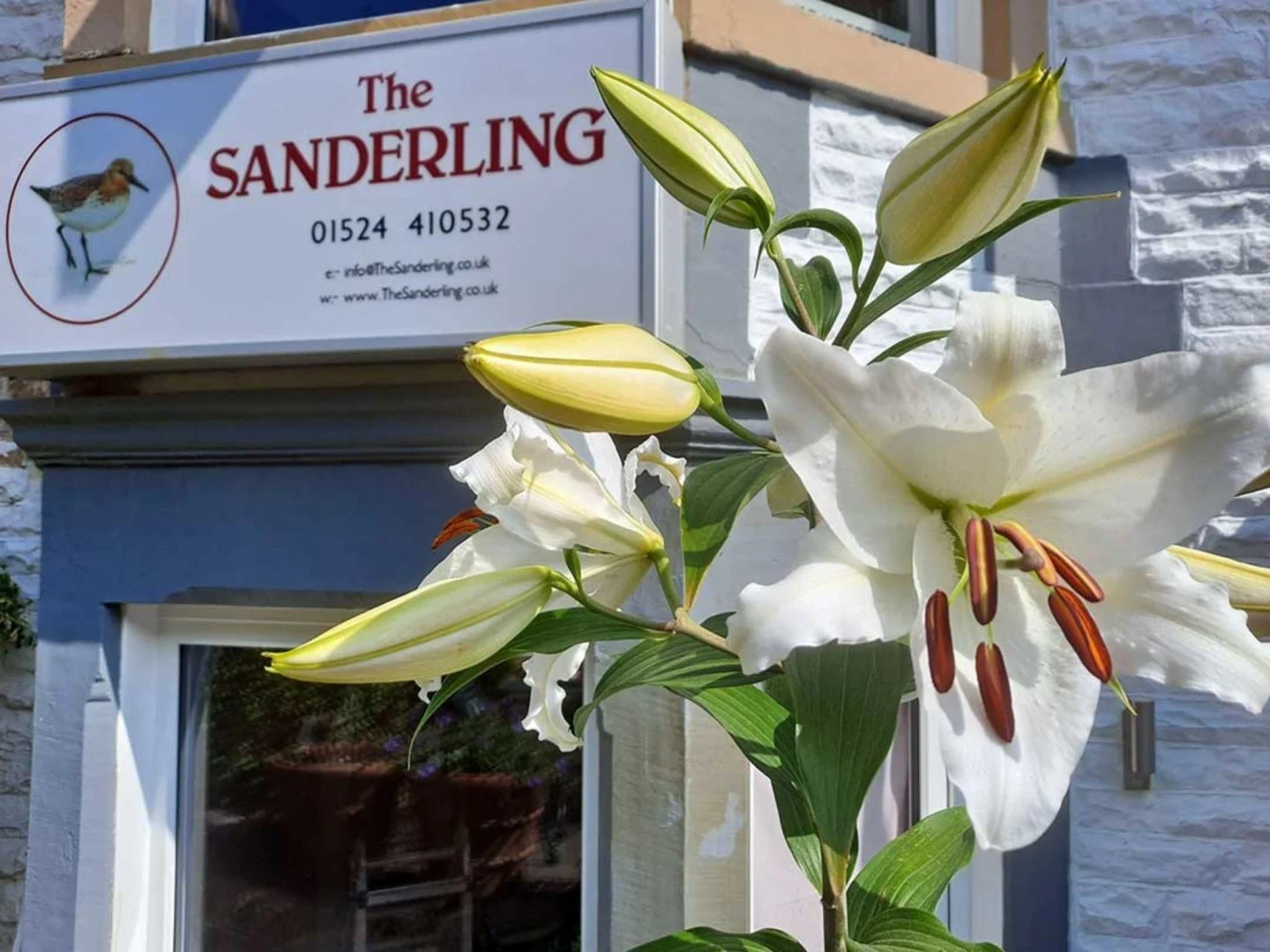 Sanderling