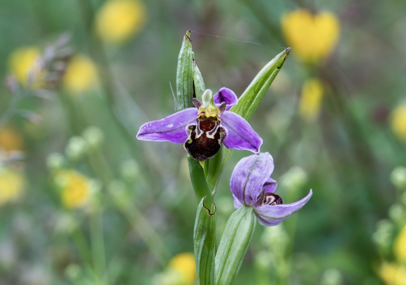 Bee Orchid At Trowbarrow Jarrod Sneyd Scaled