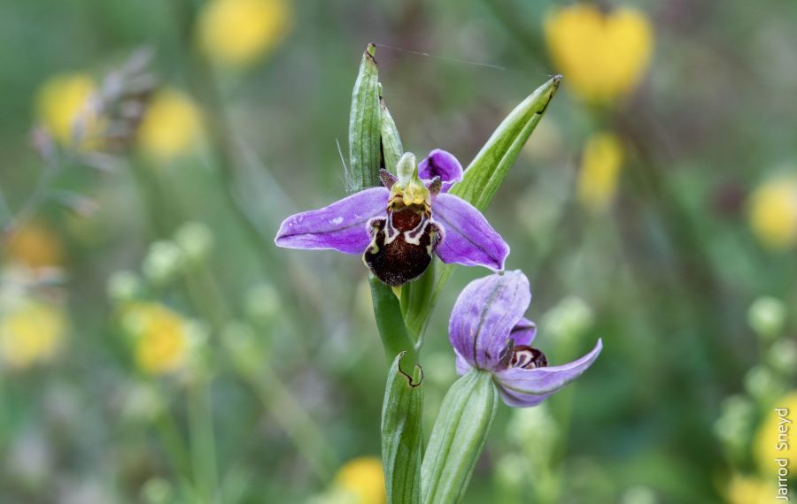 Bee Orchid At Trowbarrow Jarrod Sneyd Scaled