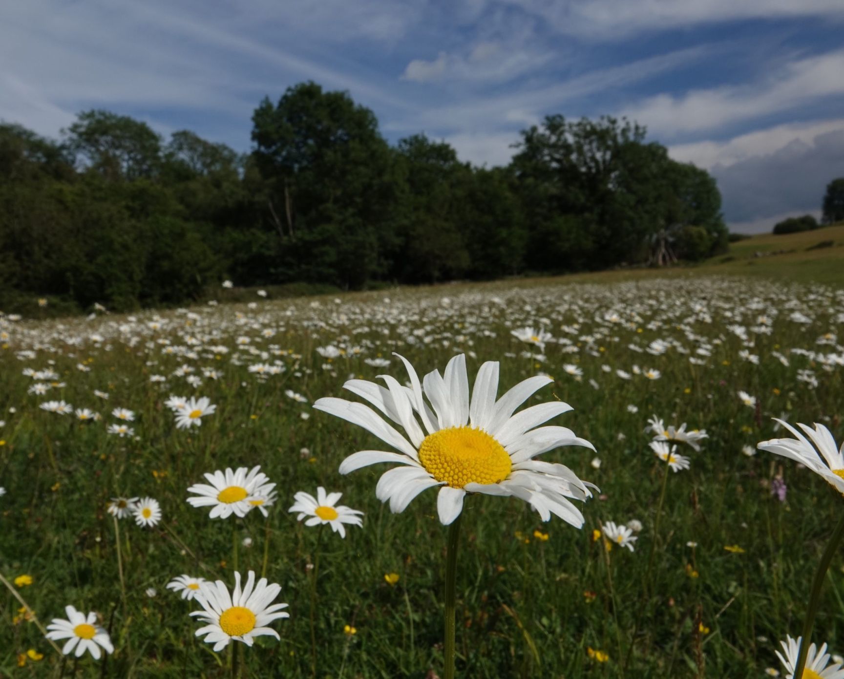 Caldew Wildflower Meadow Jarrod Sneyd Scaled