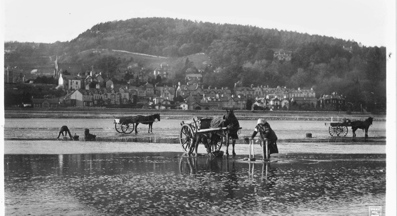 Cocklers On The Sands At Grange
