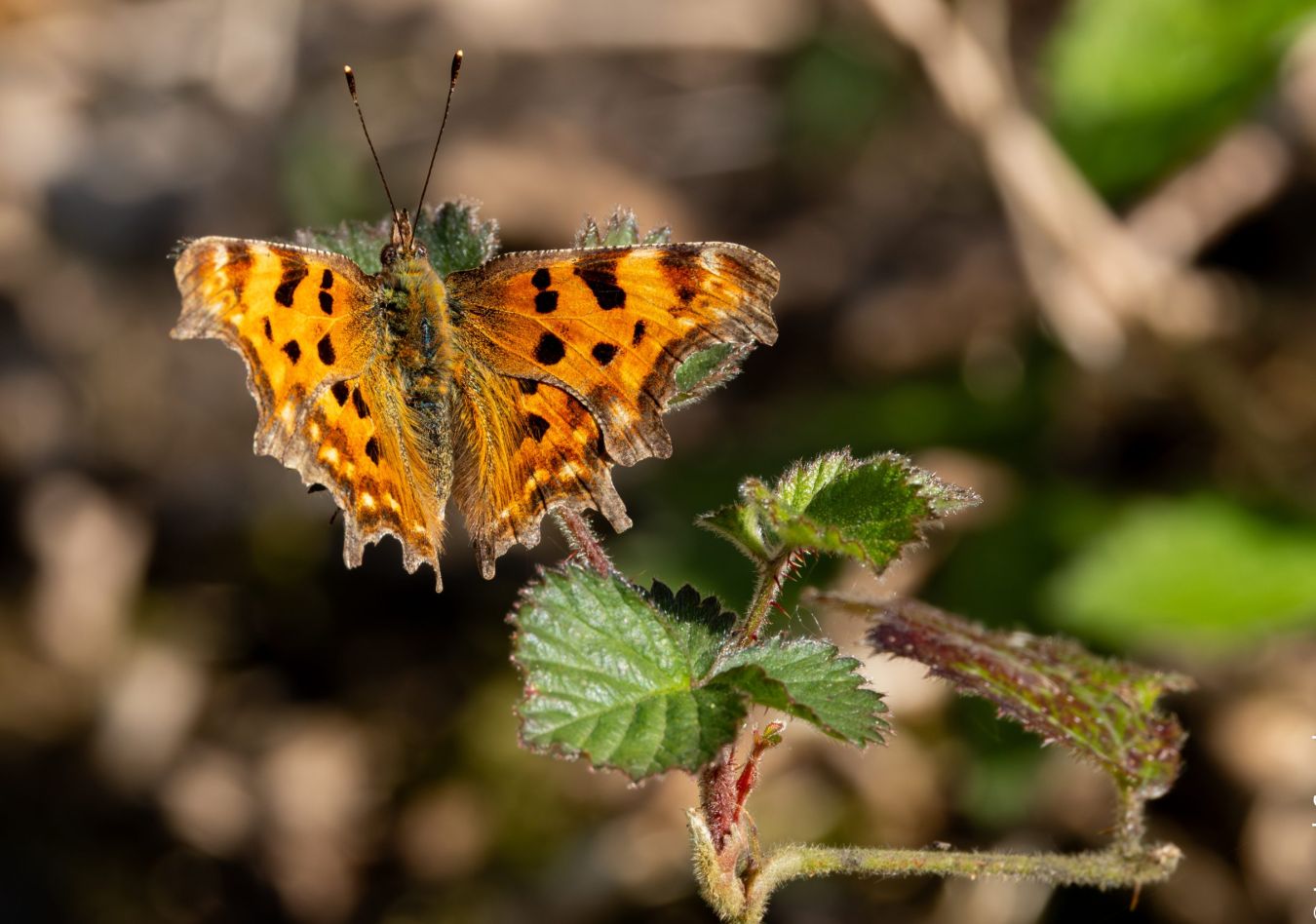 Comma Butterfly Challan Hall Jarrod Sneyd Scaled