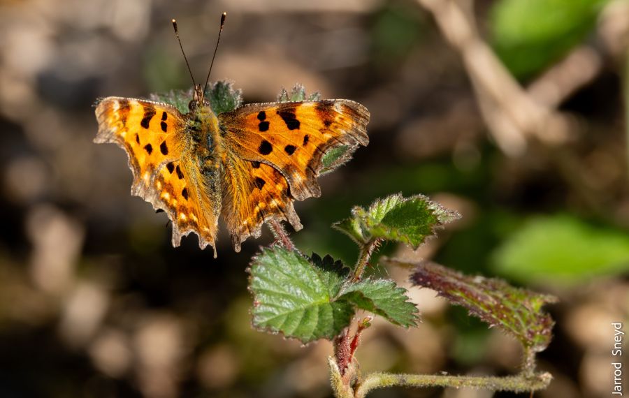 Comma Butterfly Challan Hall Jarrod Sneyd Scaled