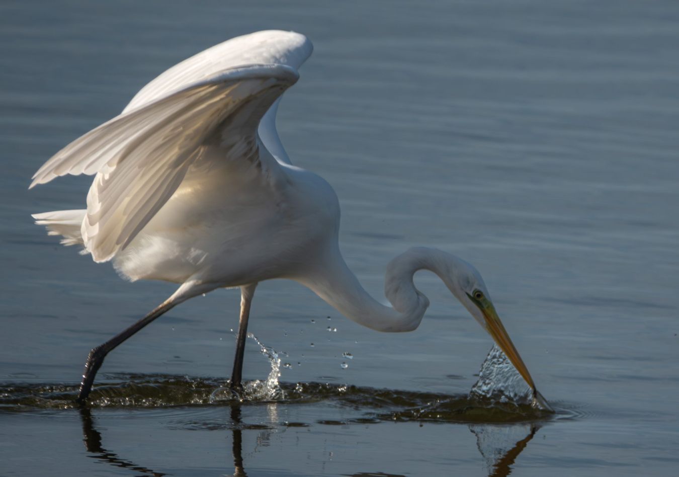 Egret Copyright Jarrod Sneyd Scaled