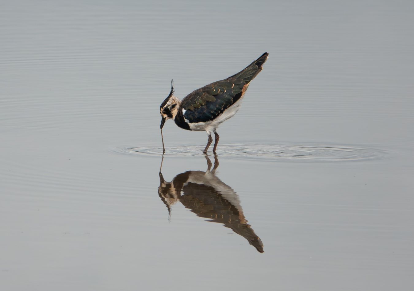 Lapwing Jarrod Sneyd
