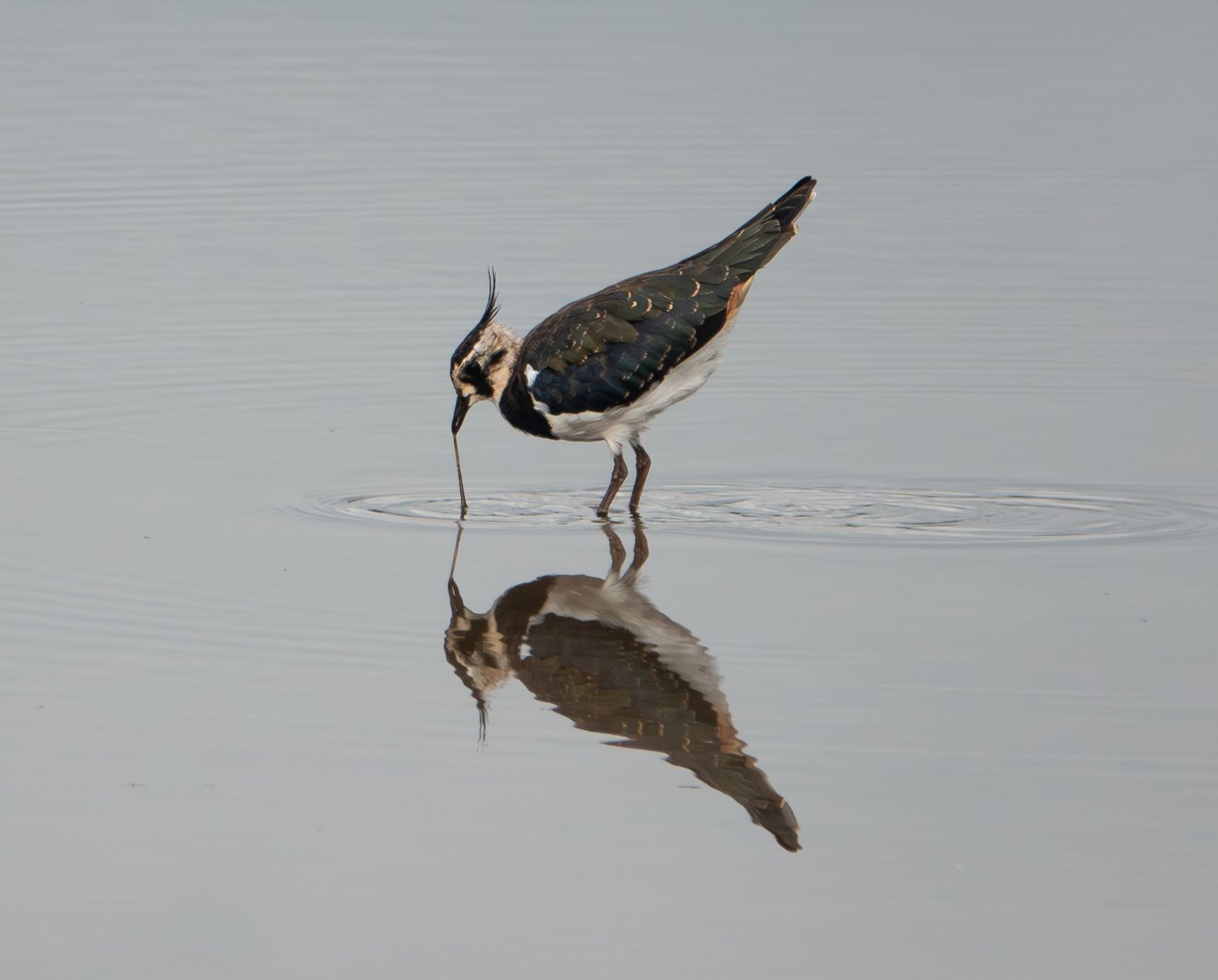 Lapwing Jarrod Sneyd