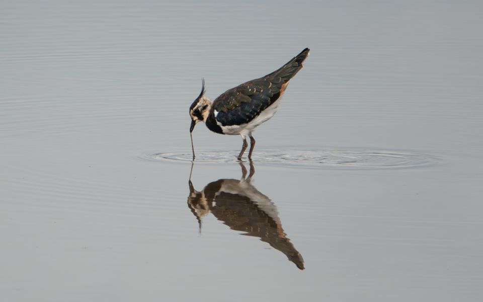 Protecting Morecambe Bay