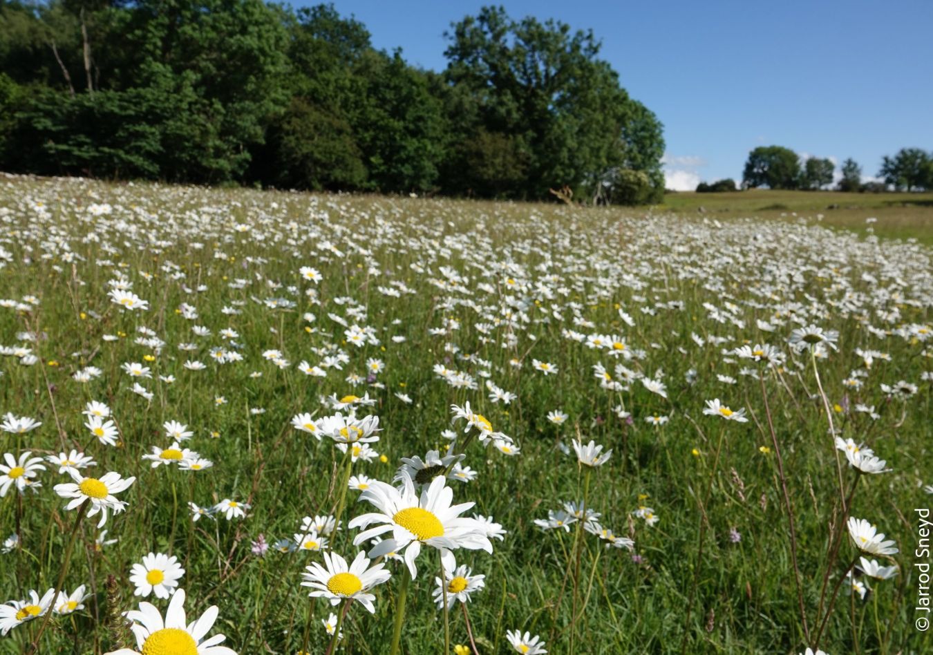 Oxe Eye Daisies In Gait Barrow Meadow Complex Jarrod Sneyd Scaled