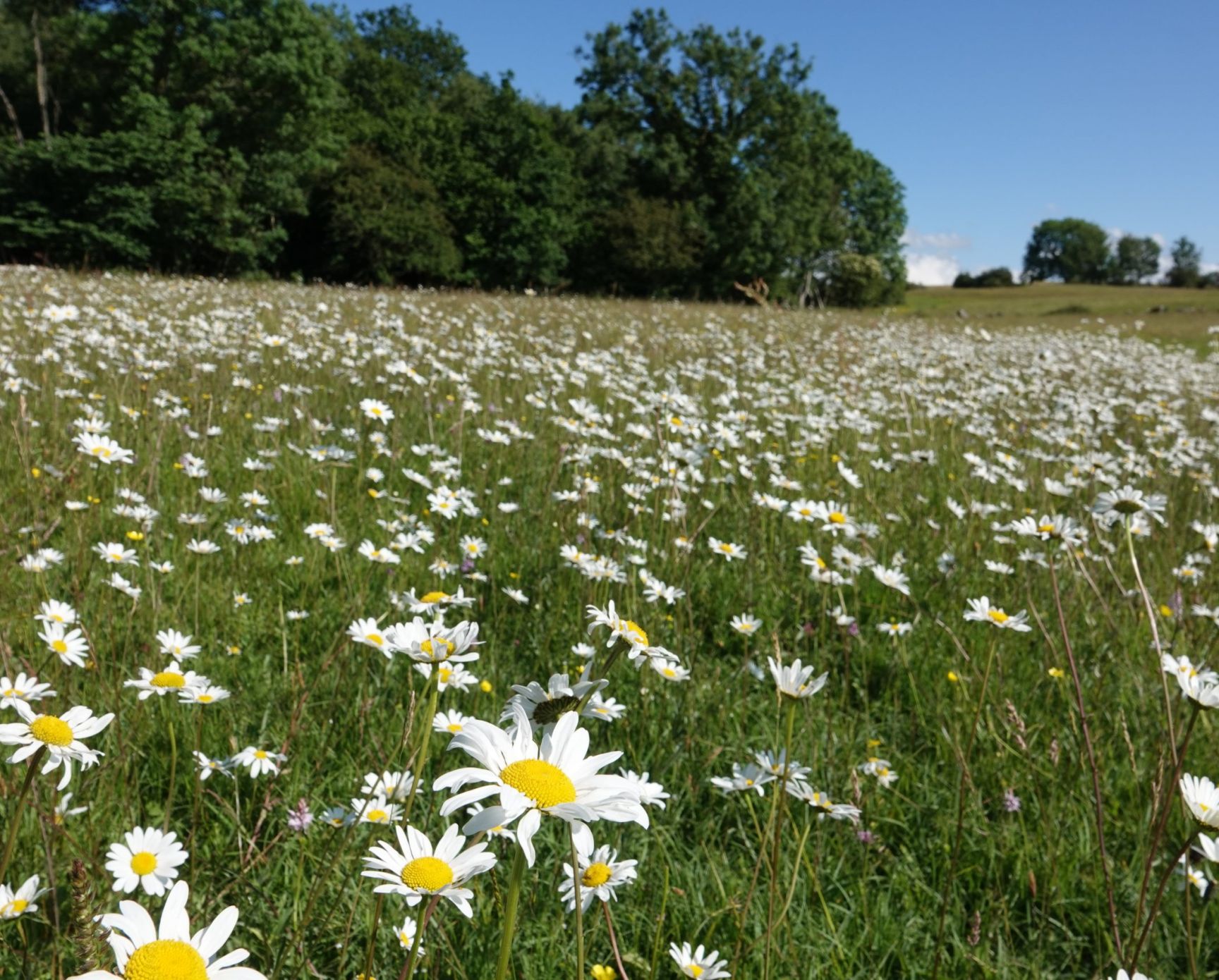 Oxe Eye Daisies In Gait Barrow Meadow Complex Jarrod Sneyd Scaled