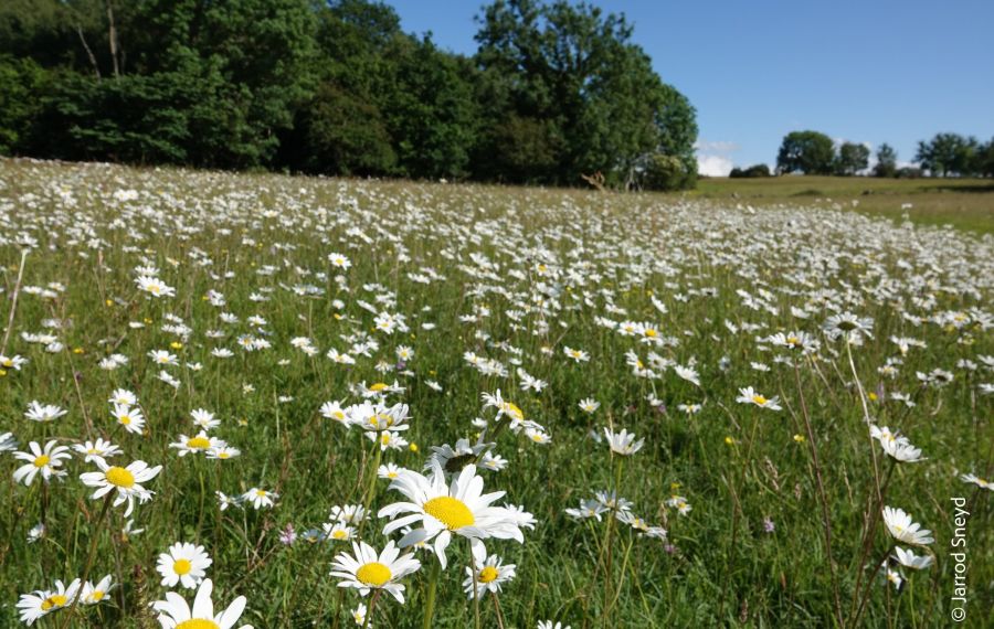 Oxe Eye Daisies In Gait Barrow Meadow Complex Jarrod Sneyd Scaled