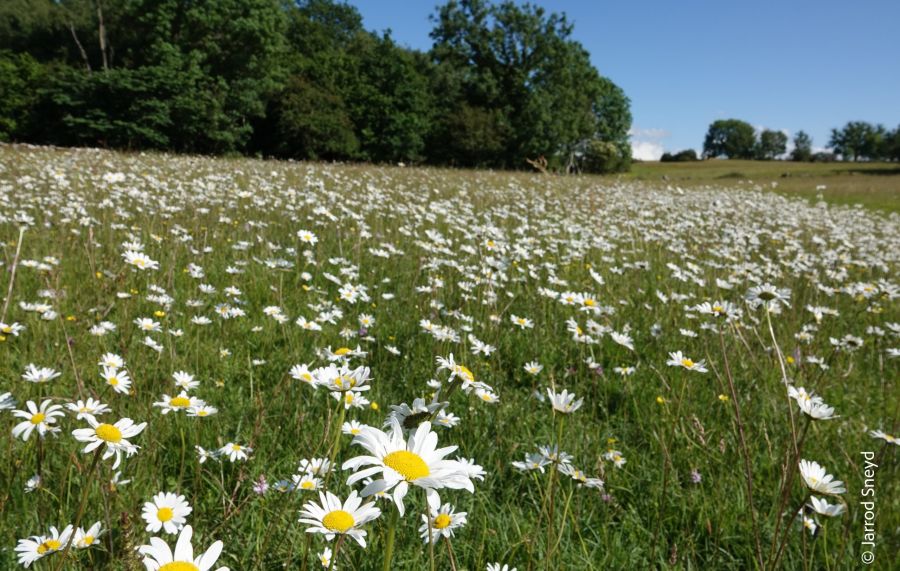 Oxe Eye Daisies In Gait Barrow Meadow Complex Jarrod Sneyd Scaled