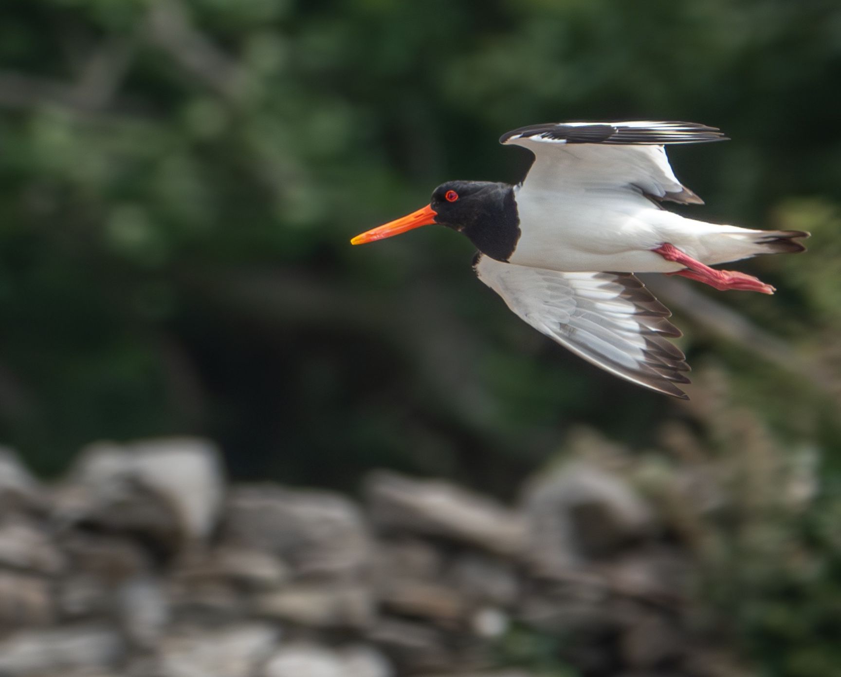 Oystercatcher Copyright Jarrod Sneyd