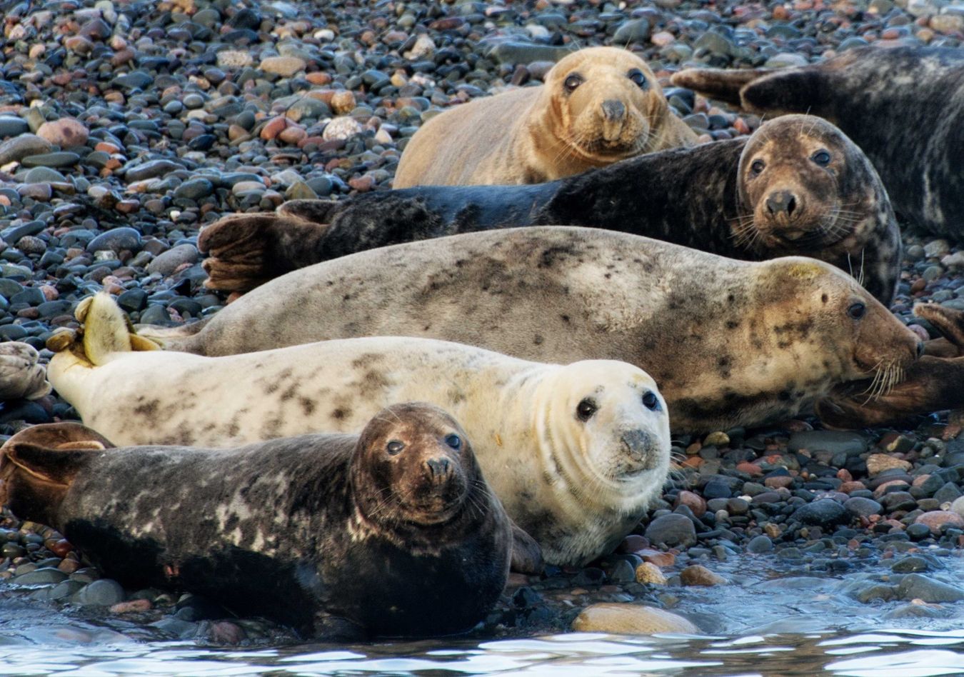 September Lesley Heptinstall Grey Seals Walney Cat A Scaled