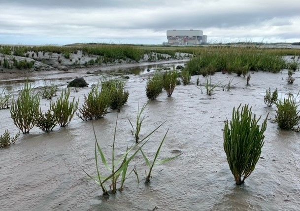 Samphire Spartina Heysham Debbie Yare