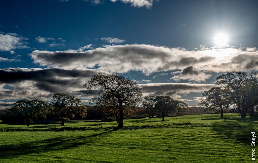 Trees At Silverdale Jarrod Sneyd Scaled