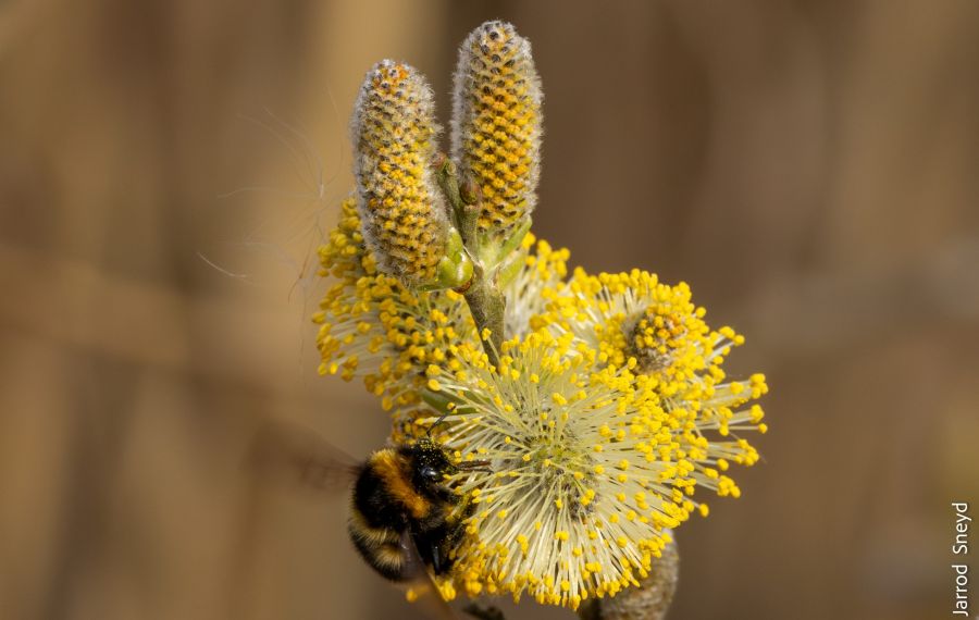 Willow Catkins Jarrod Sneyd Scaled