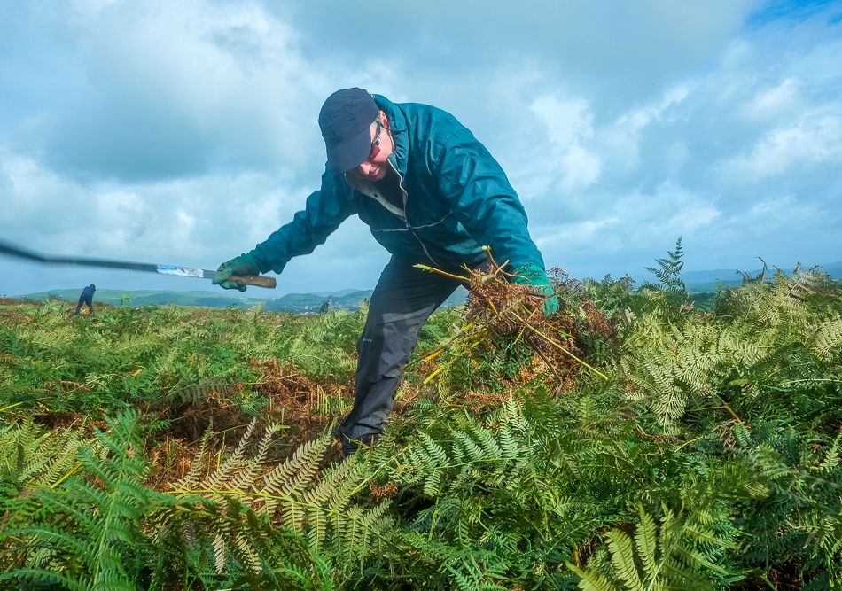 Volunteer Brackenbashing