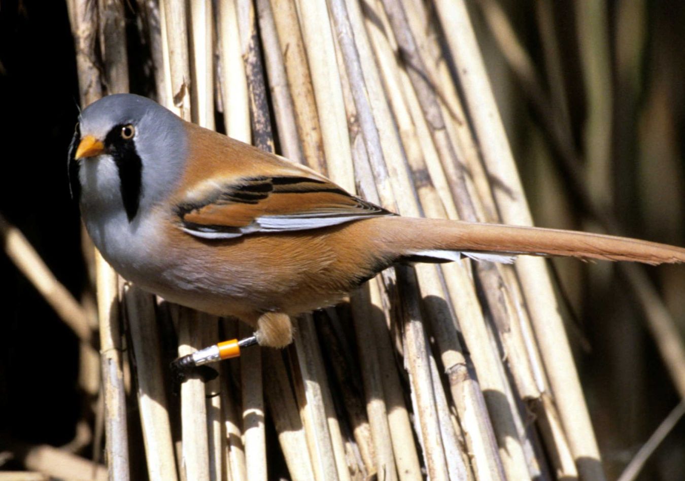 0245 Copy Of Bearded Tit Copyright David Mower