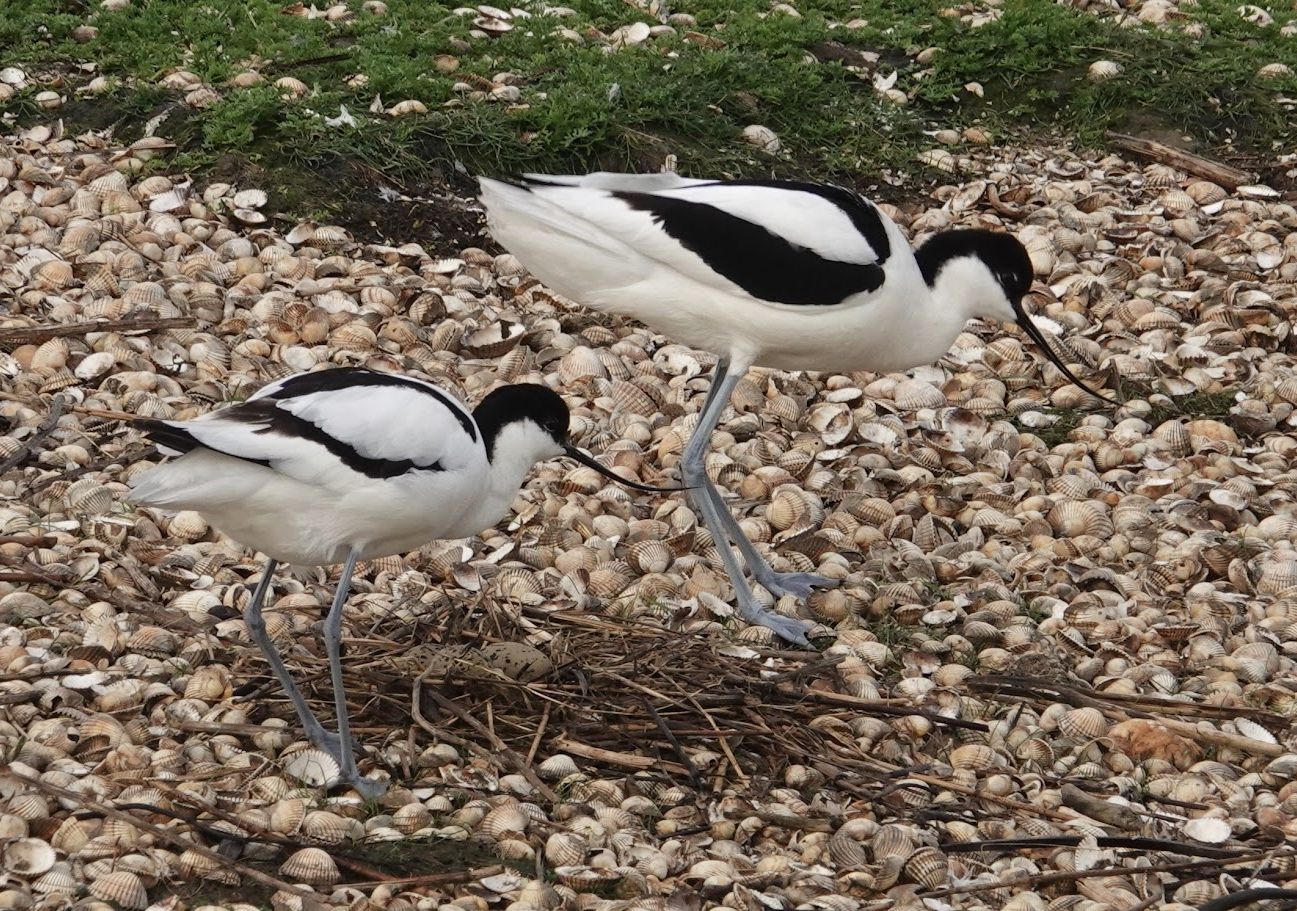 Avocet Nest