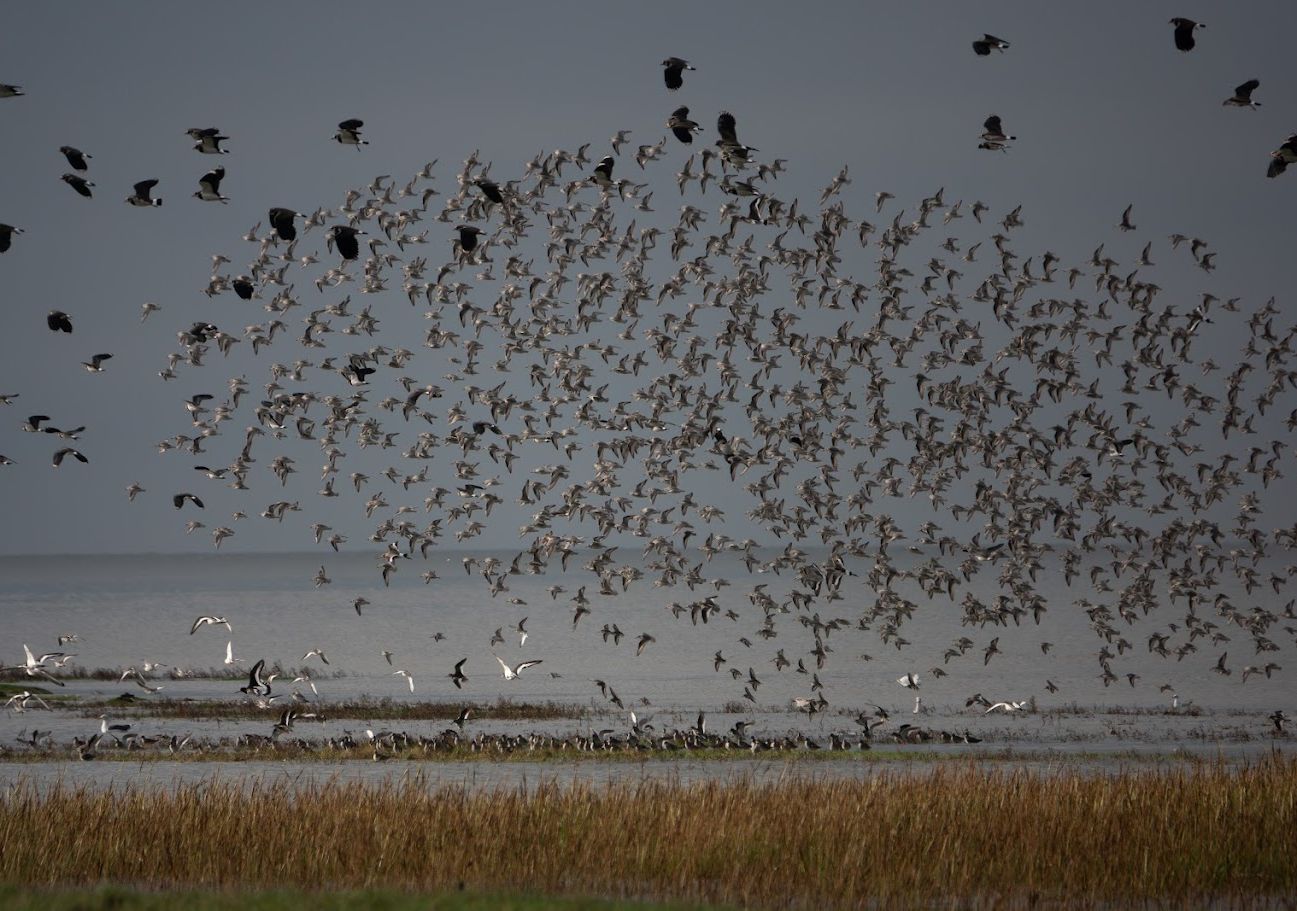 Clouds Of Birds