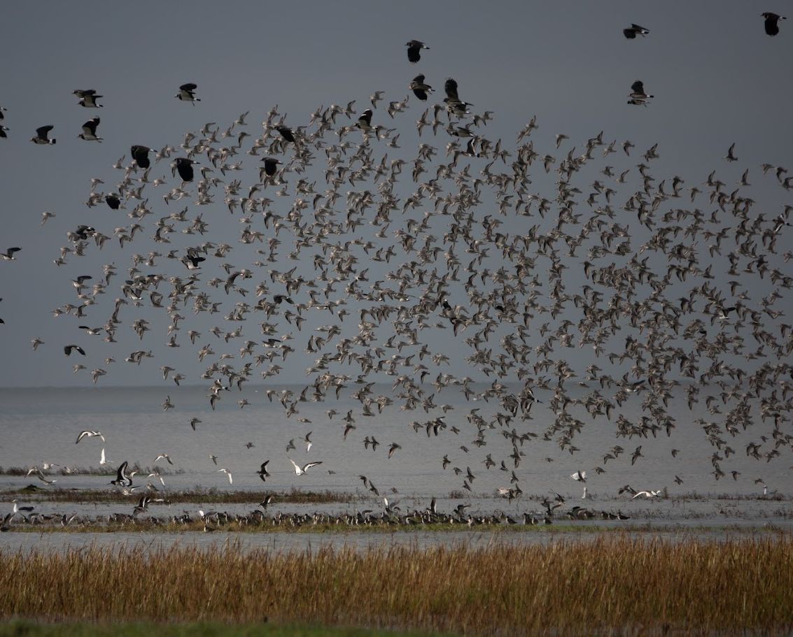 Clouds Of Birds