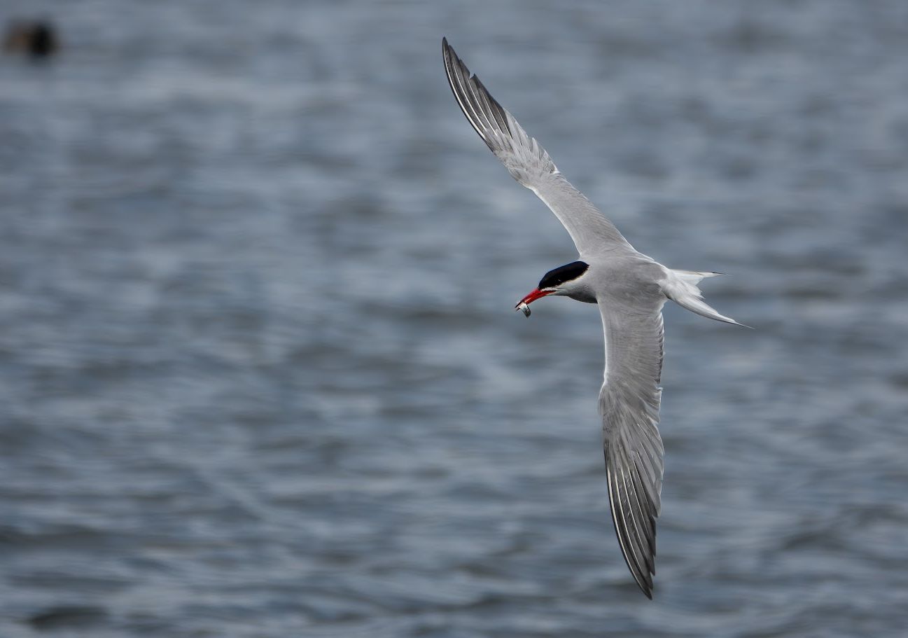 Common Tern