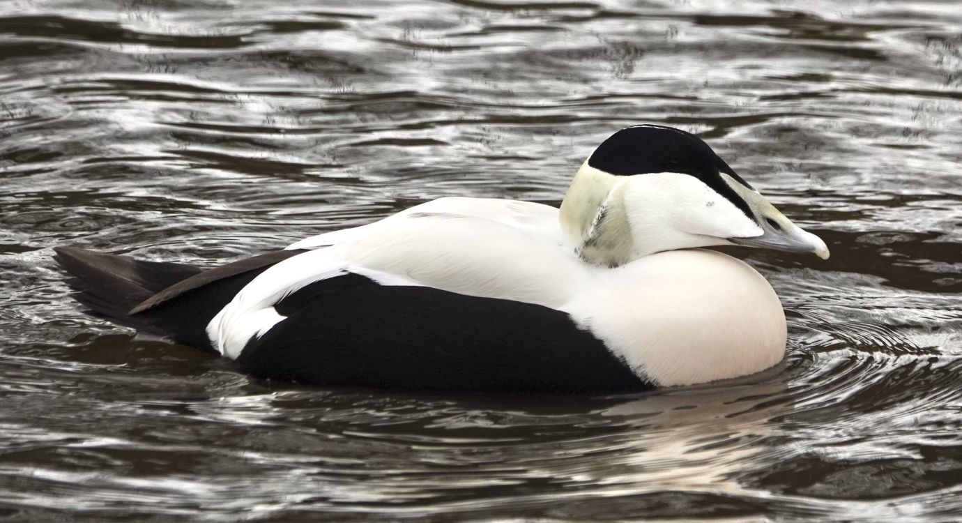 Eider Copyright Jarrod Sneyd Scaled