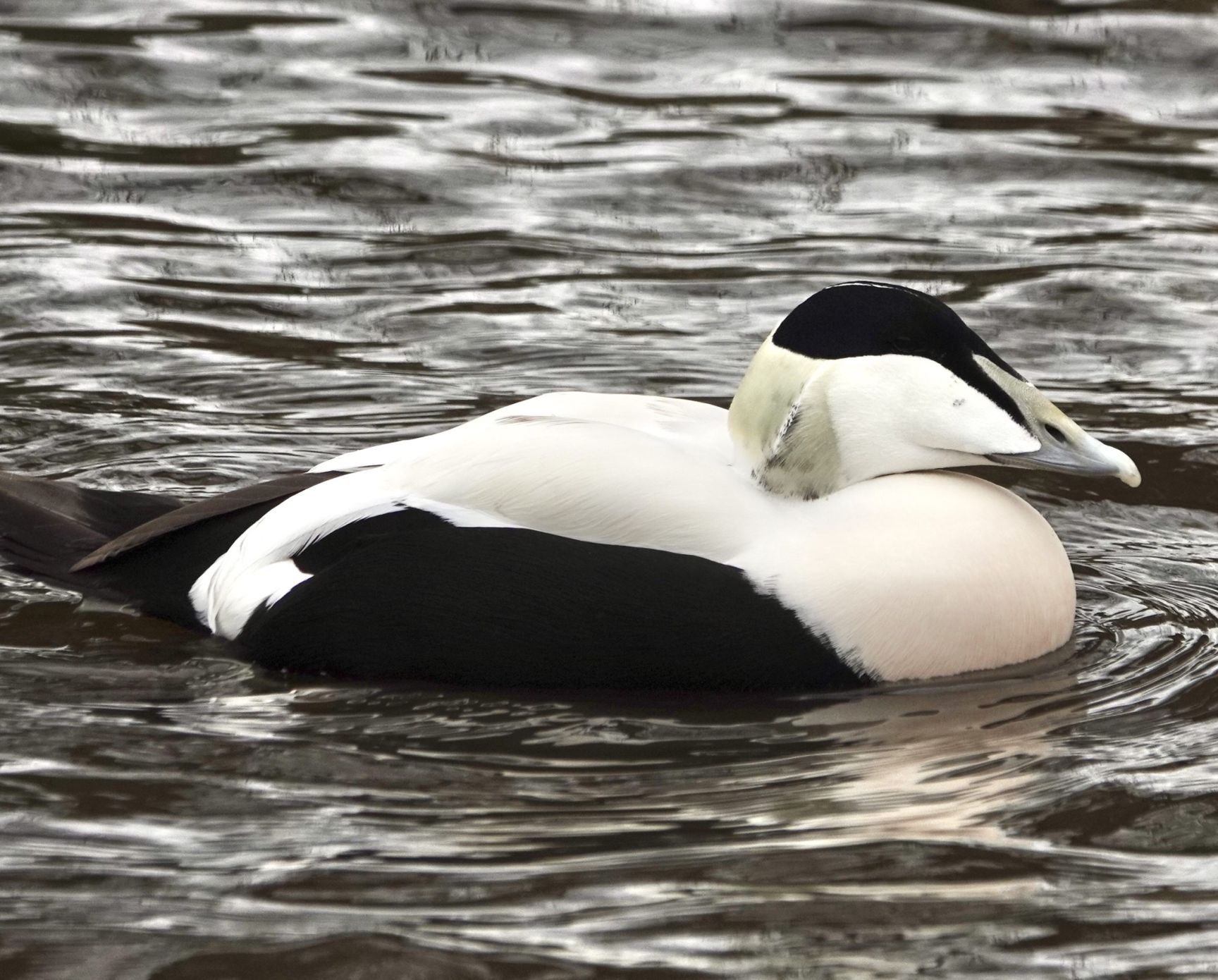 Eider Copyright Jarrod Sneyd Scaled