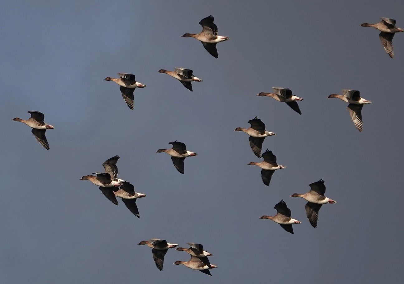 Pink Footed Geese