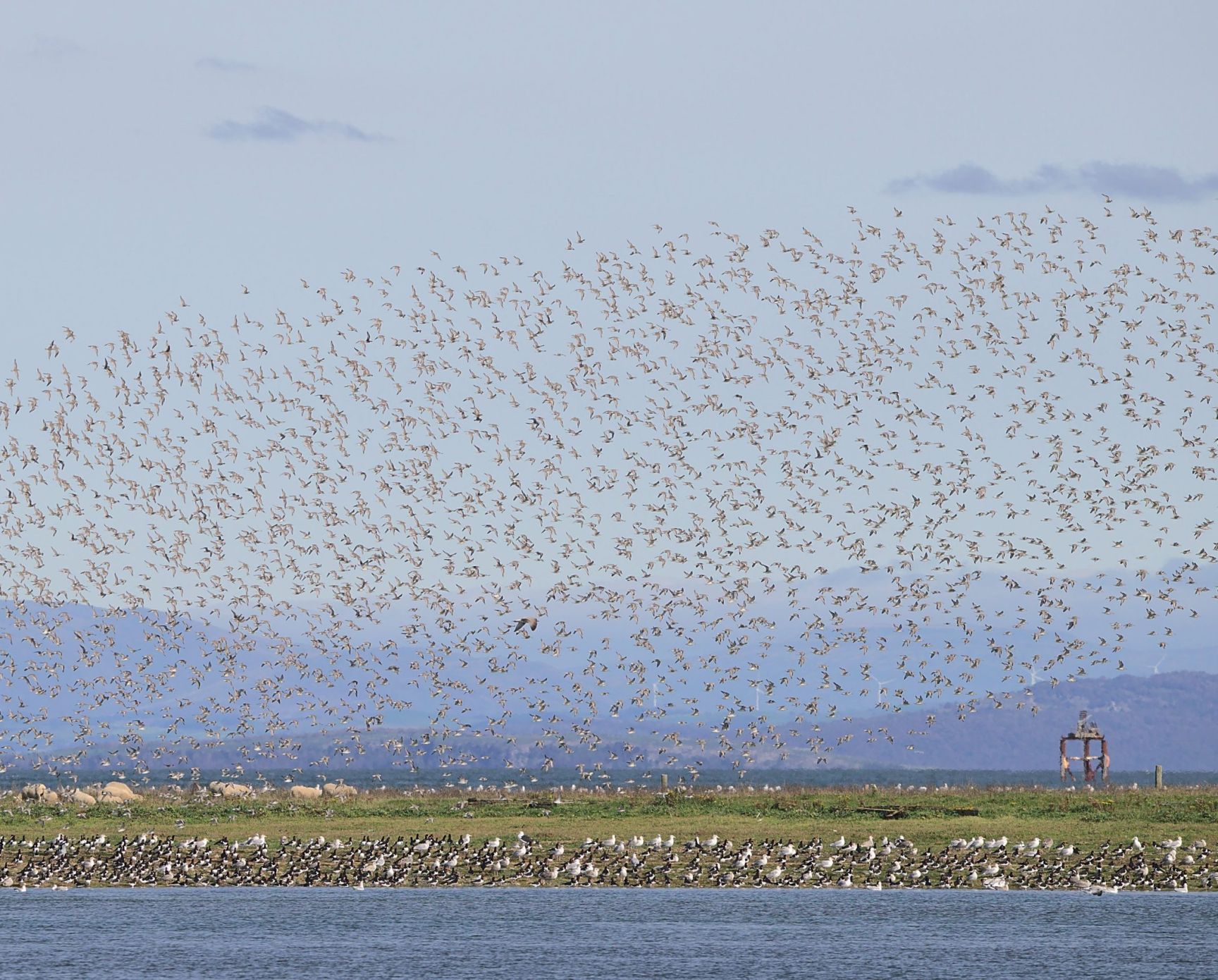 A cloud of recently disturbed birds above a packed wader roost next to water