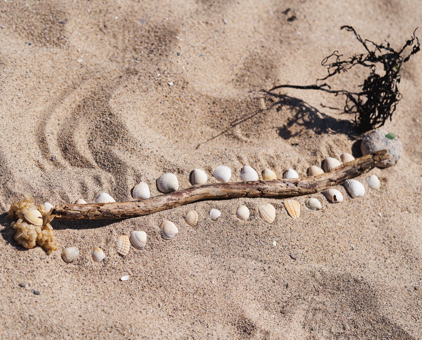 Learning From Land And Sea Ant Briggs Mbp