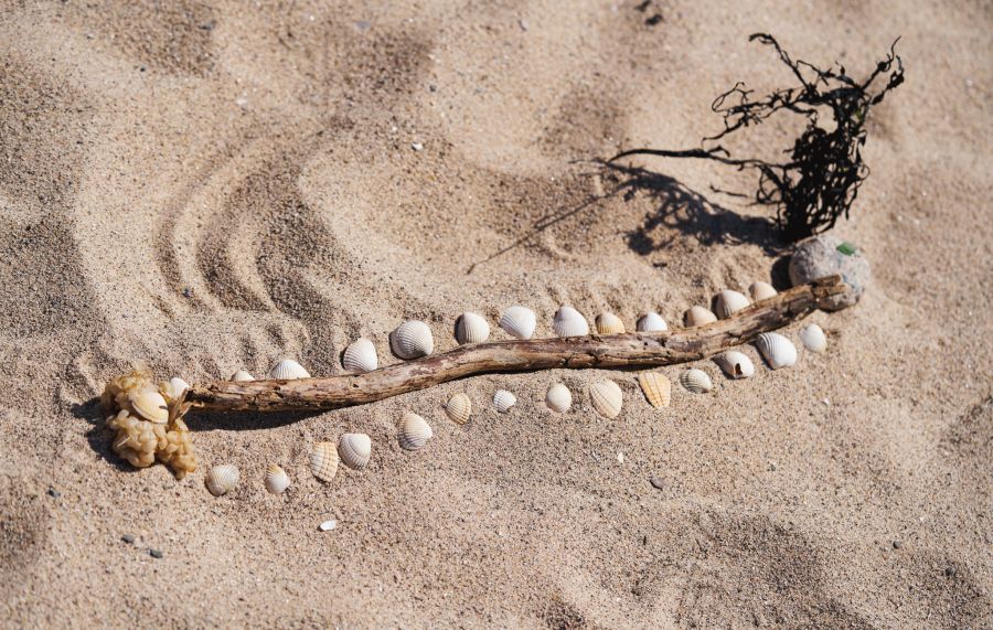Learning from the Land & Sea – Professional Teacher Training
