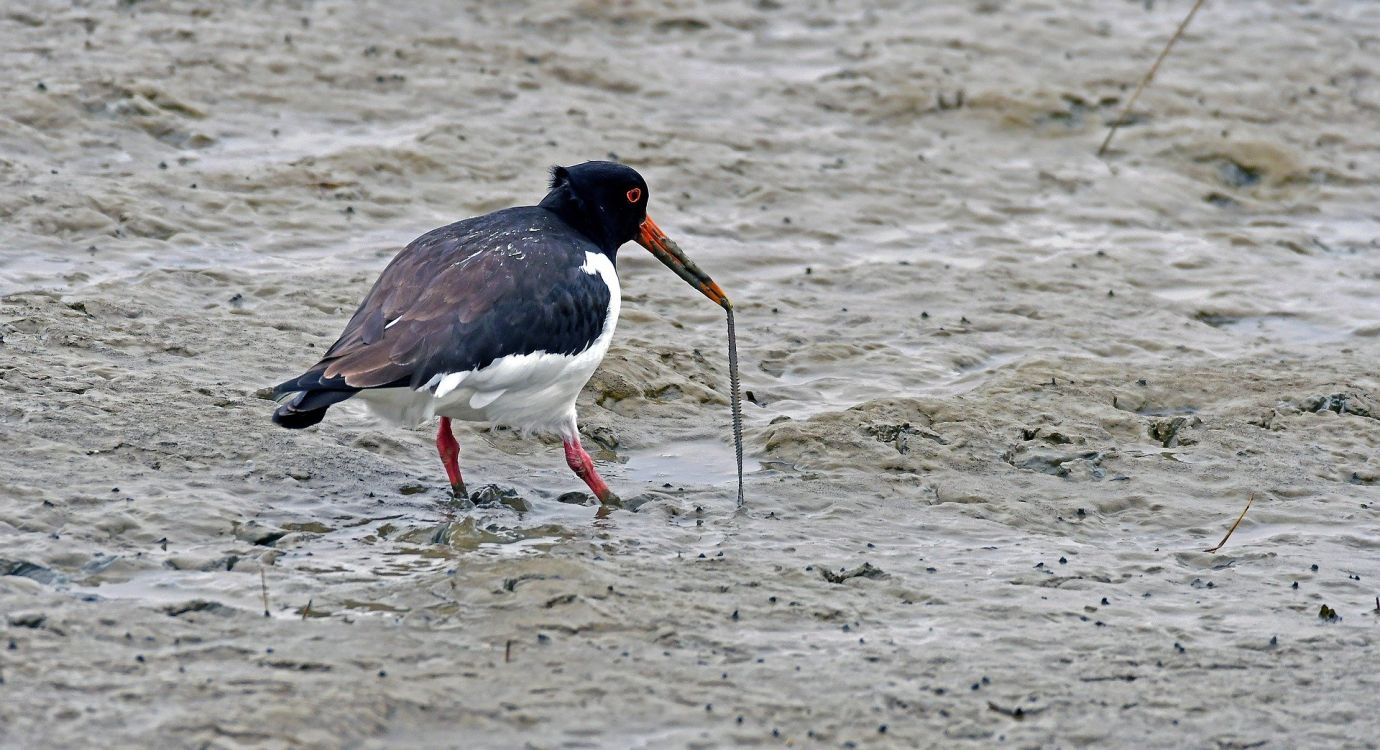 Photo of an oystercatcher pulling a worm from the sands with it's bill